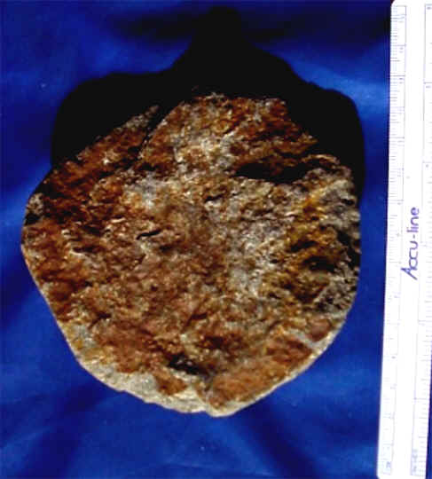 wpe1.jpg (28465 bytes)